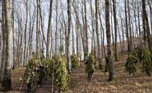Carnevale di Satriano - La foresta che cammina @ Satriano di Lucania